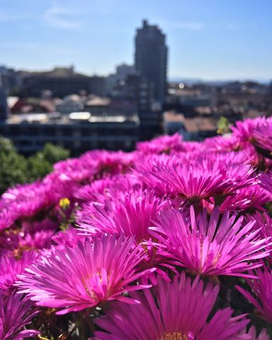 Vibrant pink ice plant blooming on urban balcony with blurred city skyline glow