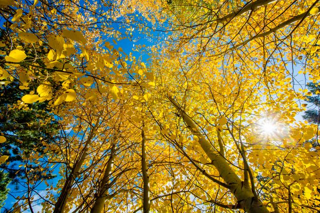 Captures the stunning view of vibrant yellow autumn leaves against a clear blue sky with sunlight peeking through. Perfect for use in nature galleries, seasonal marketing materials, travel brochures, and as a desktop background to invoke a sense of tranquility and beauty.