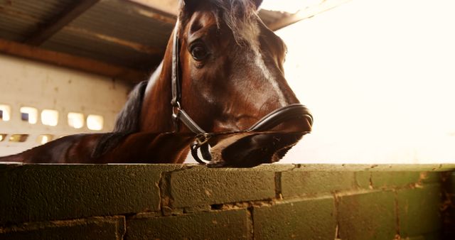 Horse Resting Head on Stable Wall in Sunlit Barn - Download Free Stock Images Pikwizard.com