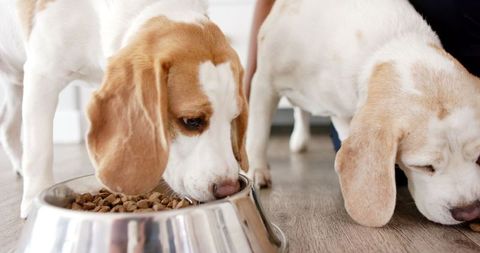 Beagles Eating Dry Dog Food in Stainless Steel Bowls at Home - Download Free Stock Images Pikwizard.com