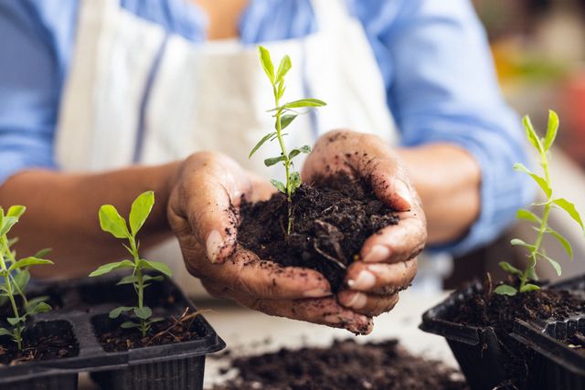 Midsection of biracial mature woman holding compost and small sapling while planting at home. Hand, unaltered, lifestyle, gardening, nature and retirement concept.