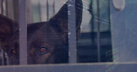 Moody dark-coated dog peering through vertical bars with reflective code overlay