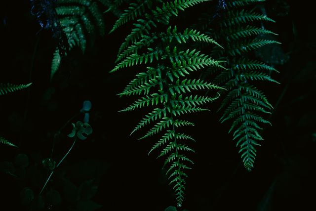 Close-Up of Dark Green Fern Leaves in Low Light - Download Free Stock Photos Pikwizard.com