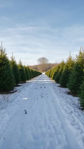 Moving through snowy Christmas tree rows at nursery creating leading lines under blue sky