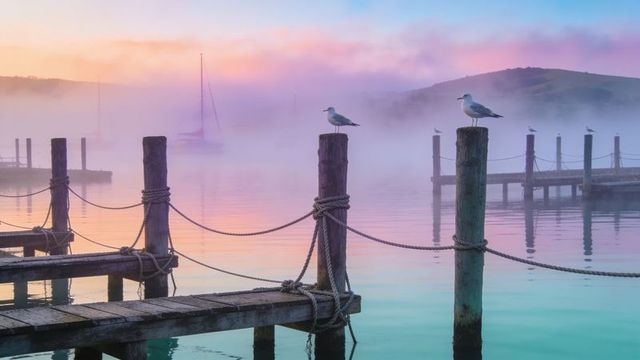 Misty marina sunrise seagulls perching on weathered pilings reflecting pastel light