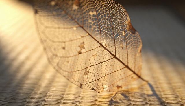 Backlit skeleton leaf showing delicate veins and translucent texture in warm light