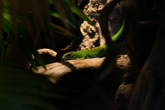 Bright green lizard sunbathing on a branch in dense jungle. Useful for wildlife themes, nature-related content, educational materials about reptiles, and tropical environment settings.