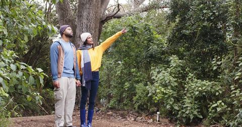 Couple holding hands on woodland trail pointing at tree canopy during autumn walk