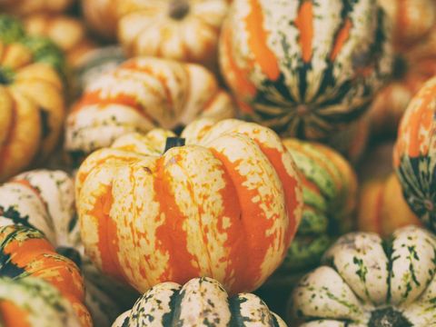 Close-Up of Colorful Festive Pumpkins in Autumn Season