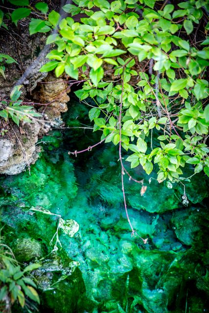 Crystal clear water flows through a natural forest area, surrounded by lush green foliage. This scene can be used for themes related to serenity, the beauty of nature, and tranquility. Perfect for nature websites, travel brochures, and environmental campaigns.