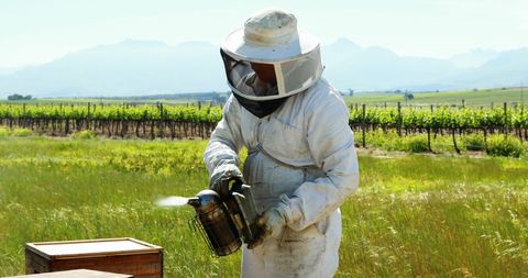 Beekeeper using smoker in peaceful apiary on sunny day