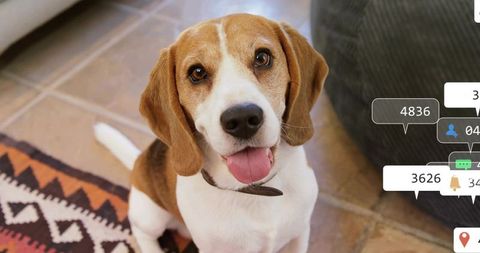 Happy beagle dog sitting on rustic tiled floor at home