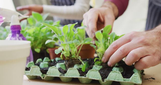 Eco-friendly Gardening Planting Seedlings in Recycled Egg Cartons - Download Free Stock Images Pikwizard.com