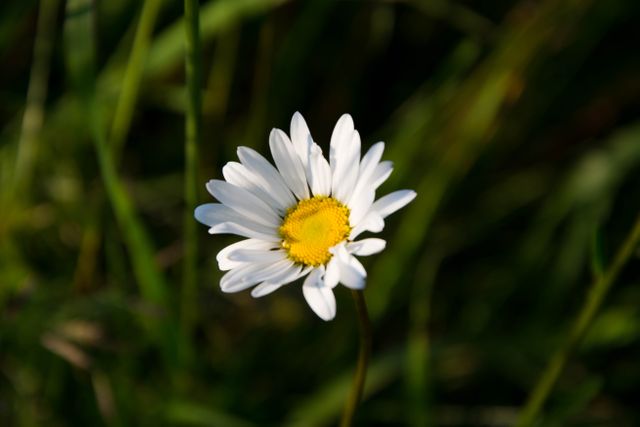 A solitary white daisy blooming in a green meadow, bathed in sunlight. Perfect for themes related to nature, tranquility, and the beauty of wildflowers. Ideal for use in environmental campaigns, greeting cards, serene landscape projects, and nature-focused content.