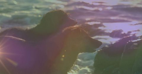 Brown bears in serene waters at golden hour with lens flares