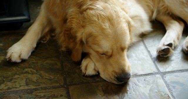 Close up of big dog with blond hair sleeping on floor at home. Domestic life, pets.