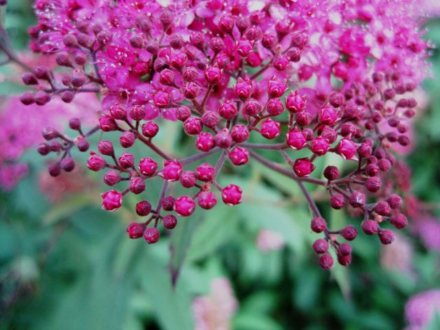 Close-Up of Vibrant Pink Flower Buds in Blooming Garden - Download Free Stock Photos Pikwizard.com