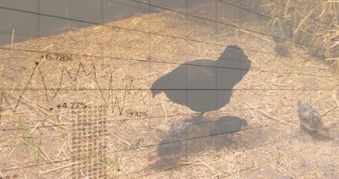 Rural livestock theme merged with economic chart