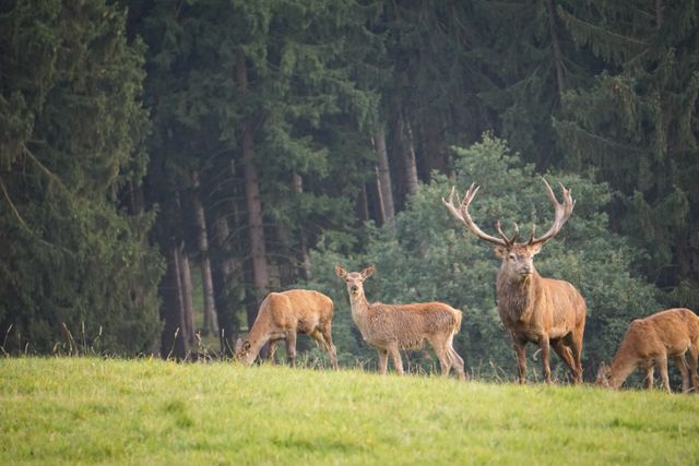 Group of deer grazing on green meadow surrounded by dense forest. Majestic stag with large antlers stands prominently among the herd. Ideal for use in content related to wildlife, nature conservation, outdoor activities, and wilderness experiences.