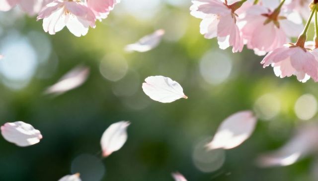 Falling Cherry Blossom Petals Drifting Through Sunlit Garden with Soft Bokeh and Pastel Light