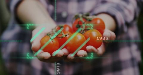 Hands holding cherry tomatoes with hud overlay for smart farming and fresh produce