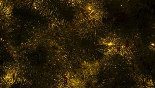 Warm glowing pine branches with string lights creating cozy holiday bokeh background