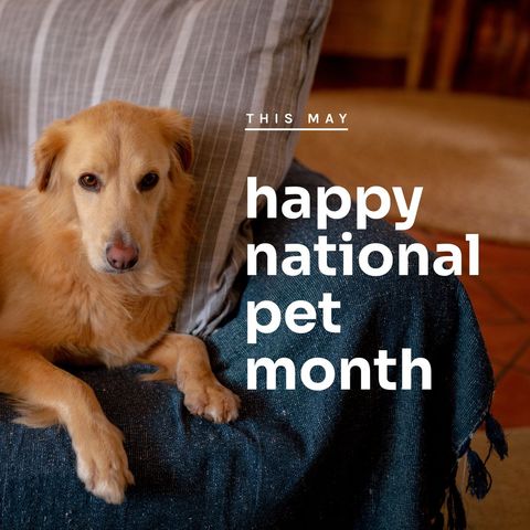 celebrating national pet month with adorable golden retriever - Download Free Stock Templates Pikwizard.com
