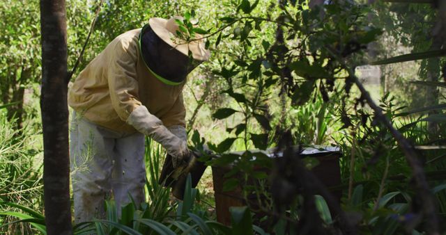 Beekeeper wearing protective clothing inspecting a bee hive in a lush garden surrounded by greenery. Suitable for content related to beekeeping, sustainable farming, nature conservation, and eco-friendly practices. Great for illustrating agricultural activities, environmental stewardship, and outdoor work.