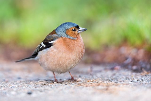 Male chaffinch stands on the ground displaying colorful feathers with a green blurred background. Ideal for nature-related content, birdwatching resources, spring season visuals, and wildlife conservation materials.