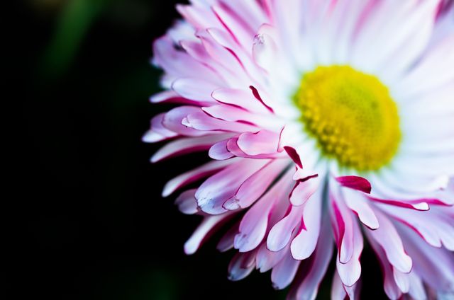 Vibrant close-up of a pink and white daisy with a yellow center and detailed petals, perfect for backgrounds in gardening websites, nature blogs, floral print materials, and spring-themed advertising.