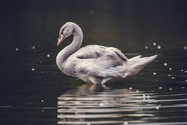Graceful swan is floating on calm water during dusk, reflecting its silhouette. The light is soft, and the dark background emphasizes the quiet tranquility of the scene. This image can be used in themes related to peace, nature, wildlife, and serenity or for educational materials about swans and their habitats.