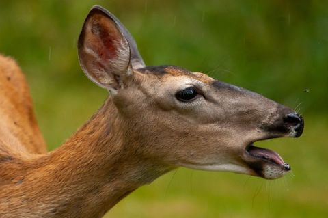 Doe positioned in green environment appearing attentive to surroundings. Ideal for wildlife photography collections, nature publications, and educational resources depicting animal behavior and habitat within a forested or grassland area.