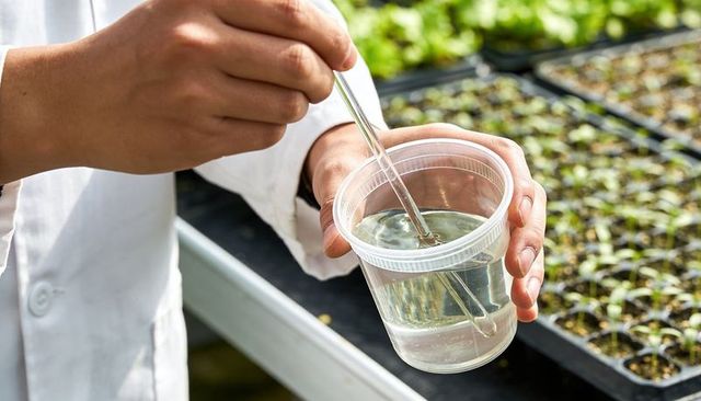 Scientist stirring nutrient solution in cup at greenhouse propagation bench for seedlings