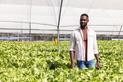 Farmer Inspecting Lettuce Sustainability in Greenhouse
