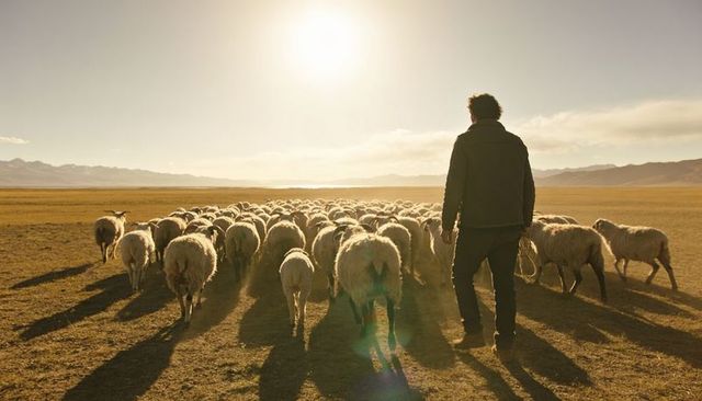 Walking shepherd guiding flock across golden steppe at low sun casting long silhouettes