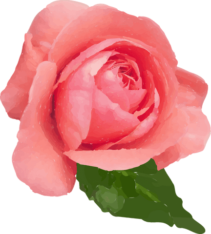Pink rose vector bloom on transparent background