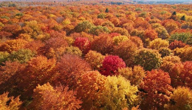 Aerial forest canopy showing vibrant autumn foliage bursting in crimson and golden hues