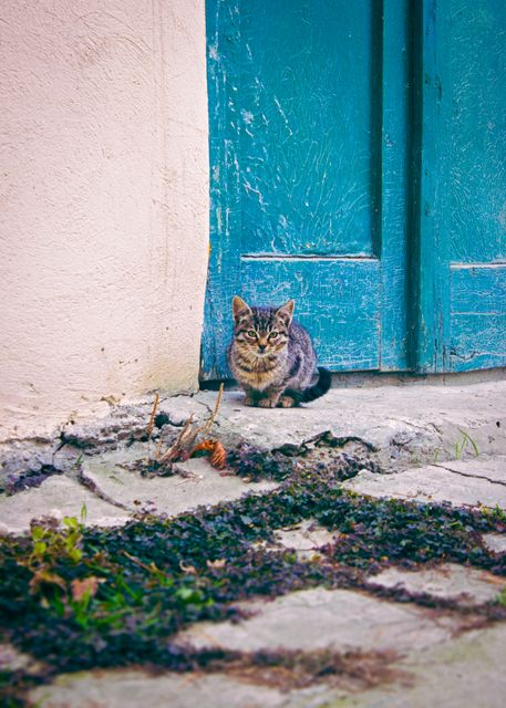 Curious tabby kitten sitting next to a rustic blue door, surrounded by weathered pavement and greenery. Perfect for themes related to pets, outdoor life, rustic charm, and animal cuteness. Ideal for use in websites, advertisements, pet care content, or print material focusing on animals and nature.