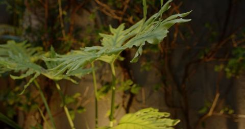 Lush tropical plant in sunlight