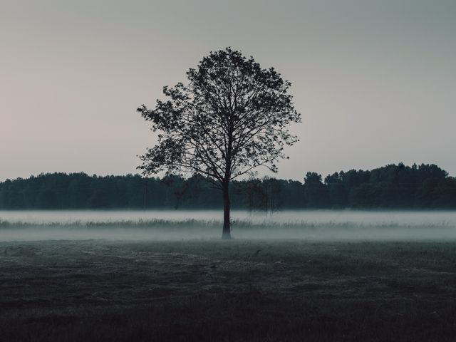 Solitary tree standing in a foggy field at dawn, creating a serene and tranquil atmosphere. Ideal for themes of solitude, tranquility, nature meditation, and peaceful rural scenes. Perfect for use in environmental campaigns, landscape art prints, and backgrounds for calm and serene projects.