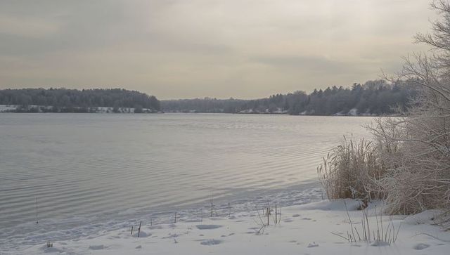Calming winter lake reflecting frosted reeds and snow-covered shoreline under soft sky