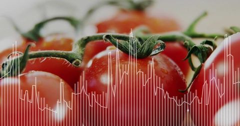 Fresh Ripe Tomatoes with Digital Data Graph Overlay on Vine