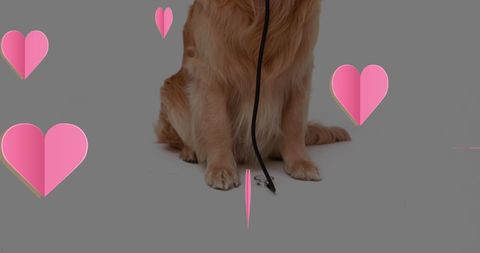 Adorable golden retriever holding leash with pink heart overlays