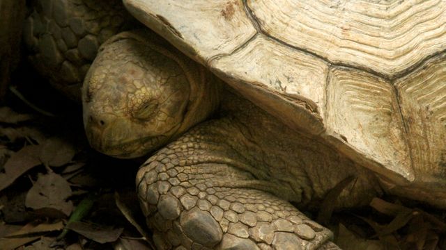Image shows a tortoise resting peacefully with head tucked partially under shell. Can be used to represent calmness, peace, nature, and wildlife in content about nature documentaries, animal behavior studies, or environmental conservation efforts.
