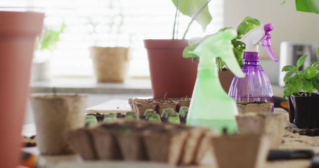 Organic Indoor Gardening with Sprayer Bottles - Download Free Stock Images Pikwizard.com