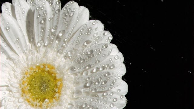 This image showcases a close-up of a white daisy covered with water droplets against a black background. The dewy appearance and vibrant details make it perfect for designs emphasizing purity, freshness, and natural beauty. Suitable for use in floral catalogs, gardening brochures, or wellness advertisements.