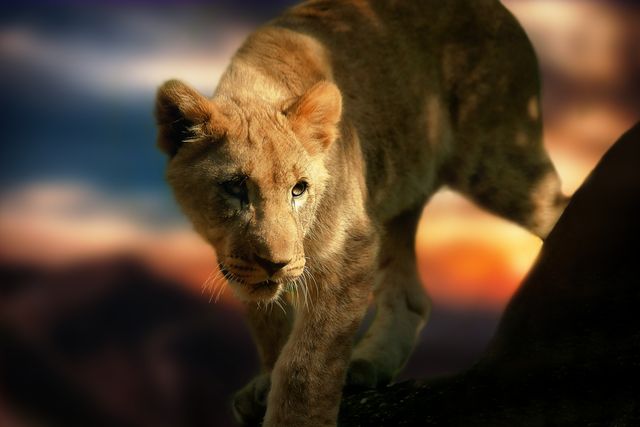 Young Lion Prowling in Sunset Forest - Download Free Stock Photos Pikwizard.com