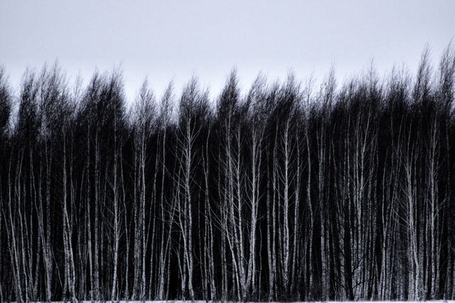 This dramatic scene depicts a row of bare trees in a forest, with dark, stormy skies above and white snow below. Ideal for use in environmental or seasonal imagery, winter-themed publications, or serene landscape illustrations.