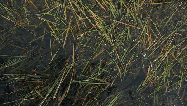 Submerged marsh grasses crossing diagonally in shallow murky water with bubbles and debris