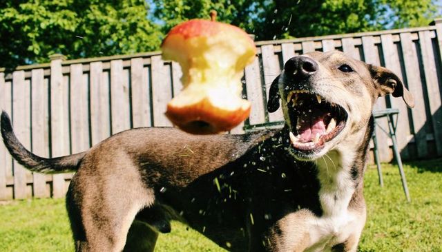 Playful brown dog lunging to catch apple core in sunny backyard with flying grass fragments